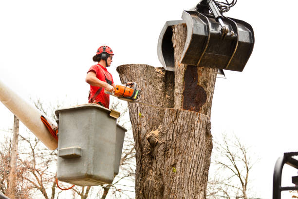 Best Stump Grinding and Removal  in USA